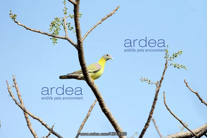 : Yellow-footed Green Pigeon / Yellow-legged Green Pigeon : Yellow-footed Green Pigeon / Yellow-legged Green Pigeon