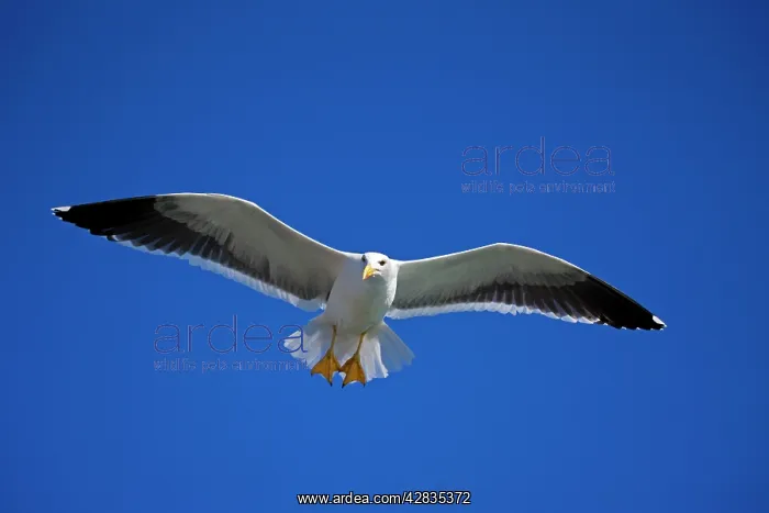 : Yellow-footed Gull - adult - Soaring : Yellow-footed Gull - adult - Soaring
