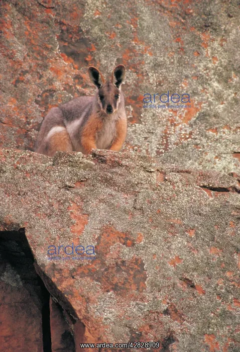 : Yellow-footed Rock Wallaby : Yellow-footed Rock Wallaby