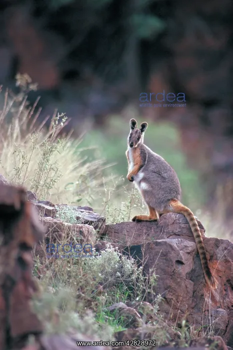 : Yellow-footed Rock Wallaby : Yellow-footed Rock Wallaby