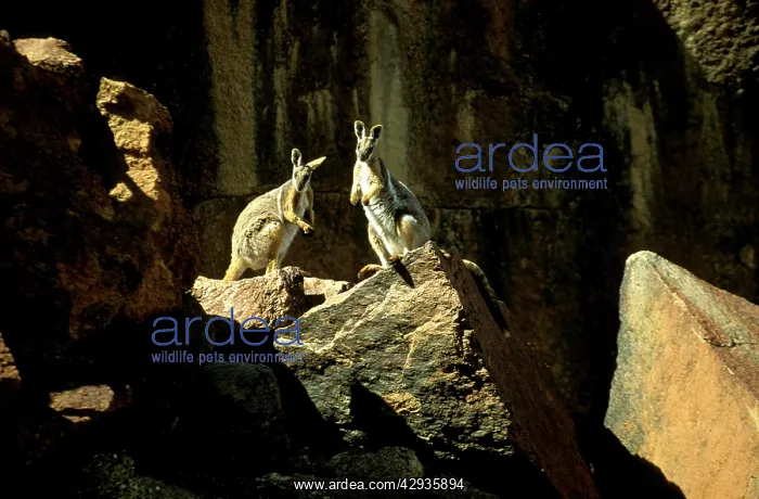 : Yellow-footed rock wallaby (Petrogale xanthopus) : Yellow-footed rock wallaby (Petrogale xanthopus)