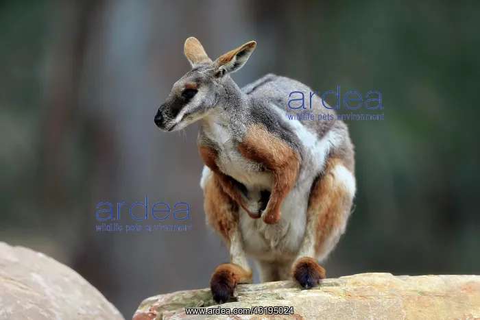 : Yellow-footed rock-wallaby (Petrogale xanthopus) : Yellow-footed rock-wallaby (Petrogale xanthopus)