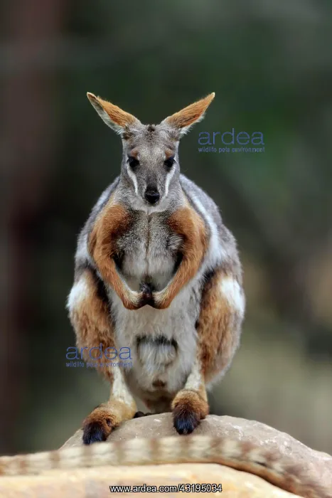 : Yellow-footed rock-wallaby (Petrogale xanthopus) : Yellow-footed rock-wallaby (Petrogale xanthopus)