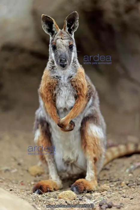 : Yellow-footed rock-wallaby (Petrogale xanthopus) : Yellow-footed rock-wallaby (Petrogale xanthopus)
