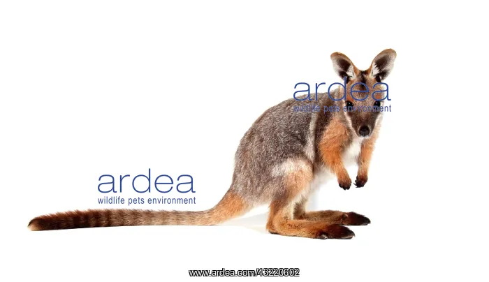 : Yellow-Footed Rock-Wallaby (Petrogale xanthopus) : Yellow-Footed Rock-Wallaby (Petrogale xanthopus)