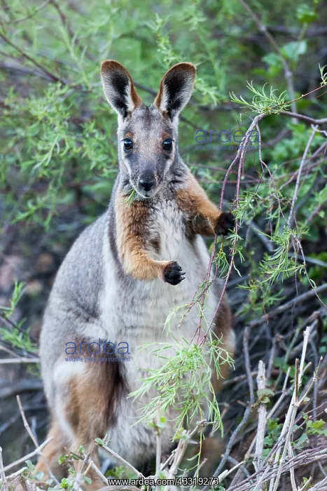  : Yellow-footed rock-wallaby, Petrogale xanthopus