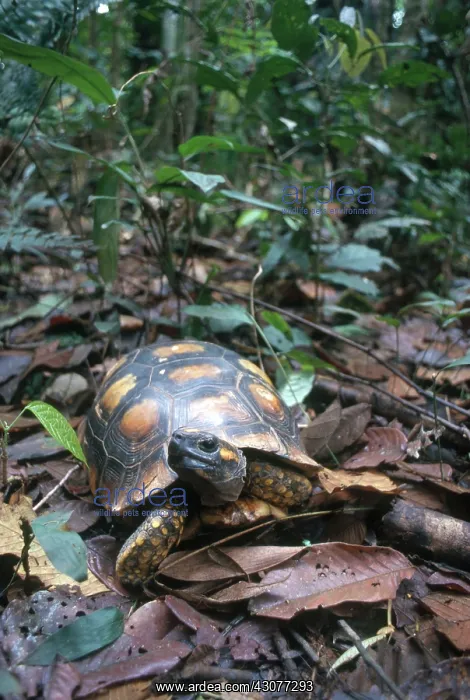 : Yellow-footed Tortoise : Yellow-footed Tortoise