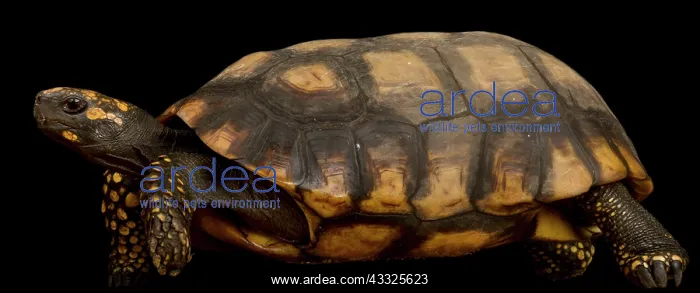 : Yellow-footed tortoise (Chelonoidis denticulatus : Yellow-footed tortoise (Chelonoidis denticulatus