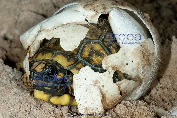 : Yellow-footed Tortoise Hatching : Yellow-footed Tortoise Hatching