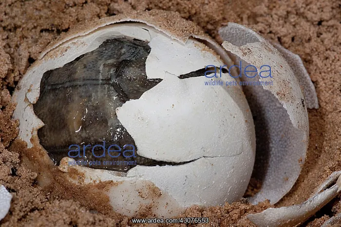 : Yellow-footed Tortoise Hatching : Yellow-footed Tortoise Hatching