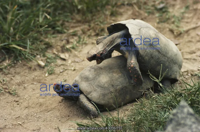 : Yellow-footed Tortoises Mating : Yellow-footed Tortoises Mating
