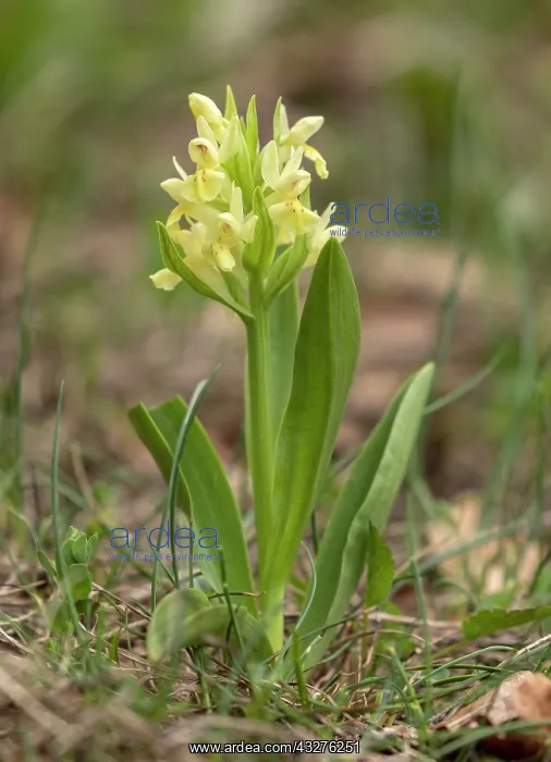 : Yellow form of Elder-flowered orchid, Dactylorhiza : Yellow form of Elder-flowered orchid, Dactylorhiza