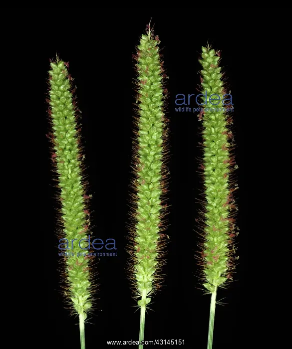 : Yellow foxtail Flowers : Yellow foxtail Flowers