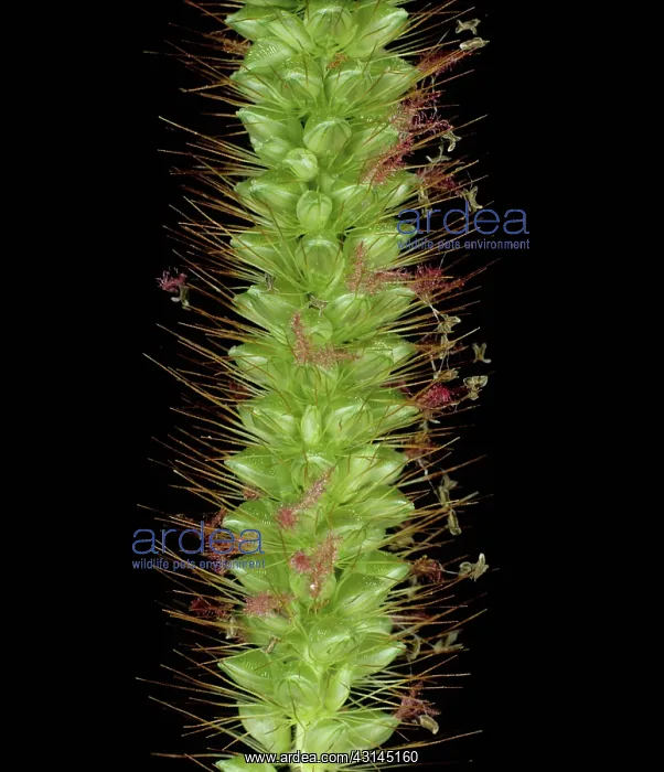 : Yellow foxtail flowers : Yellow foxtail flowers