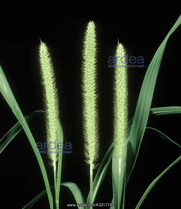: Yellow foxtail inflorescence : Yellow foxtail inflorescence