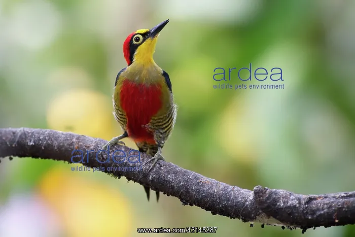 : Yellow-fronted Woodpecker : Yellow-fronted Woodpecker