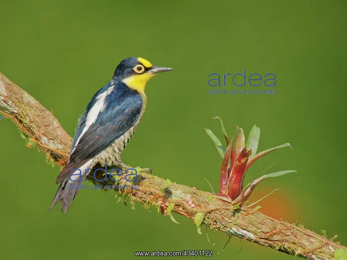 : Yellow Fronted Woodpecker female Melanerpes flavifrons : Yellow Fronted Woodpecker female Melanerpes flavifrons