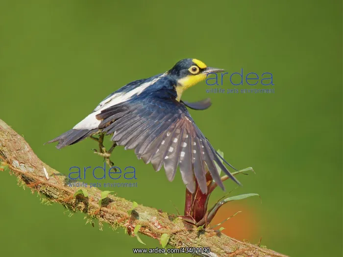 : Yellow Fronted Woodpecker female Melanerpes flavifrons : Yellow Fronted Woodpecker female Melanerpes flavifrons