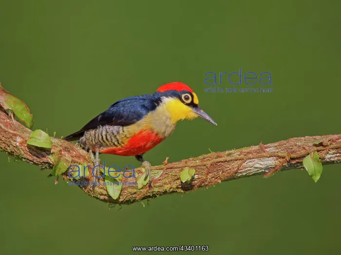 : Yellow Fronted Woodpecker Melanerpes flavifrons : Yellow Fronted Woodpecker Melanerpes flavifrons