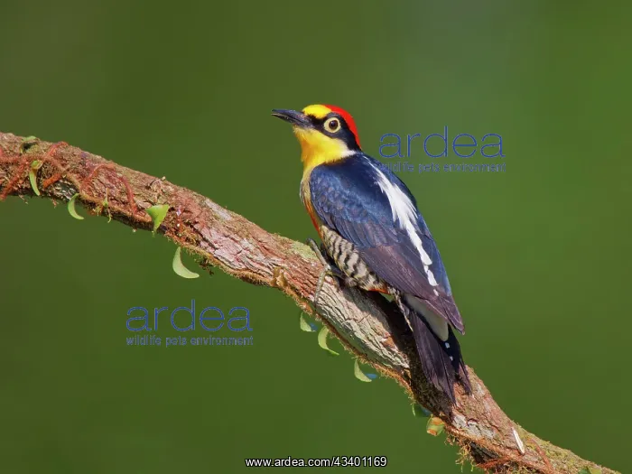 : Yellow Fronted Woodpecker Melanerpes flavifrons : Yellow Fronted Woodpecker Melanerpes flavifrons