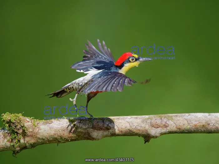: Yellow Fronted Woodpecker Melanerpes flavifrons : Yellow Fronted Woodpecker Melanerpes flavifrons