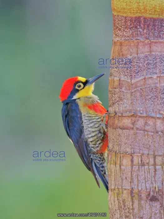 : Yellow Fronted Woodpecker Melanerpes flavifrons : Yellow Fronted Woodpecker Melanerpes flavifrons