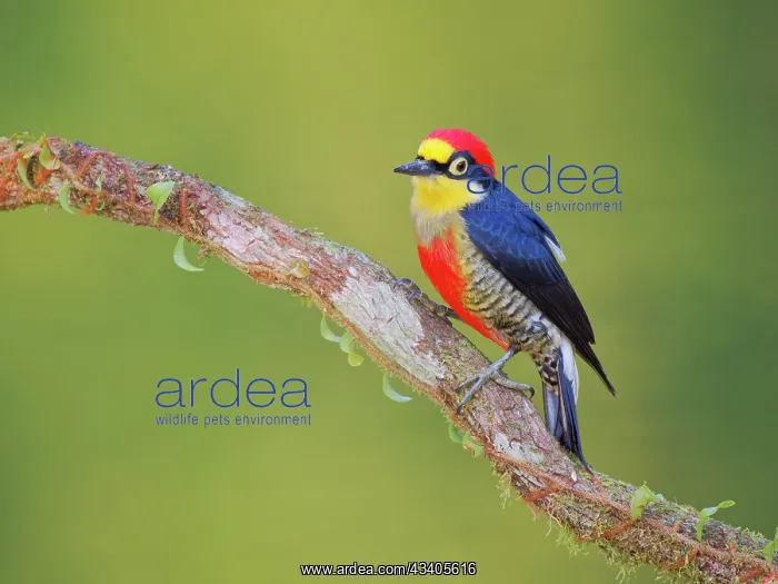: Yellow Fronted Woodpecker Melanerpes flavifrons : Yellow Fronted Woodpecker Melanerpes flavifrons