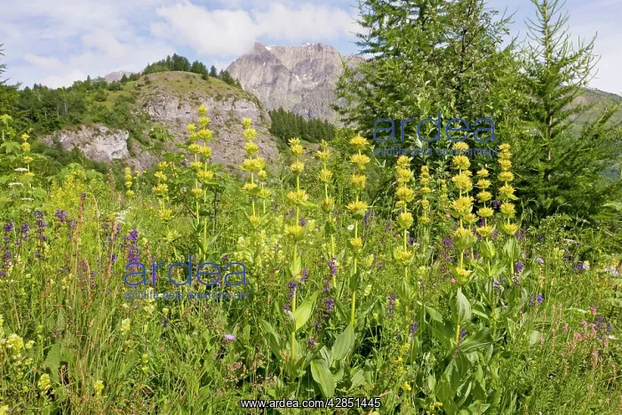: Yellow Gentian - in flowery meadow in the Narreyroux valley : Yellow Gentian - in flowery meadow in the Narreyroux valley