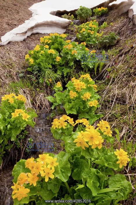 : Yellow / Giant Marsh Marigold - high in the Lesser Caucasus : Yellow / Giant Marsh Marigold - high in the Lesser Caucasus