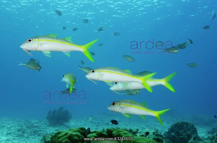  : Yellow Goatfish (Mulloidichthys martinicus)