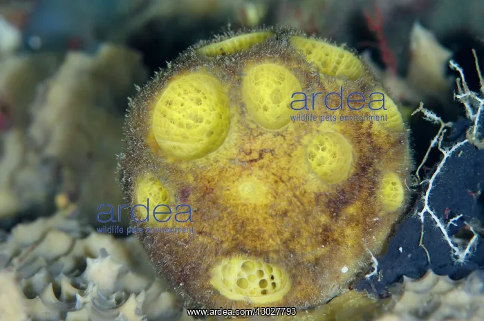: Yellow Golf Ball Sponge : Yellow Golf Ball Sponge