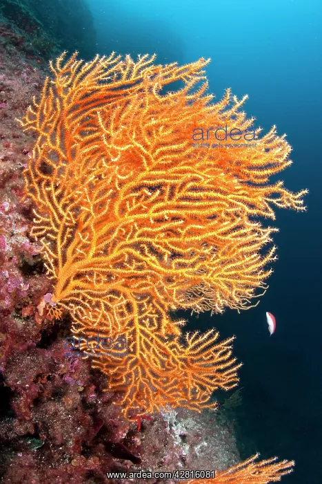 : Yellow gorgonia, Eunicella cavolini, Ischia Island, Italy, T : Yellow gorgonia, Eunicella cavolini, Ischia Island, Italy, T