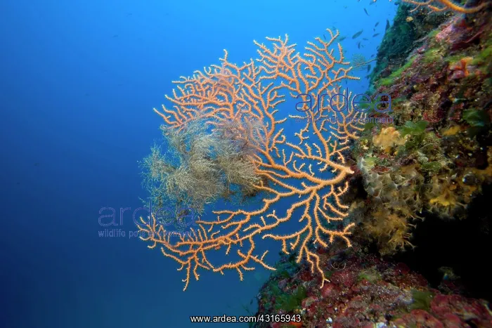 : Yellow gorgonian Eunicella cavolini Le Scole southern cape G : Yellow gorgonian Eunicella cavolini Le Scole southern cape G