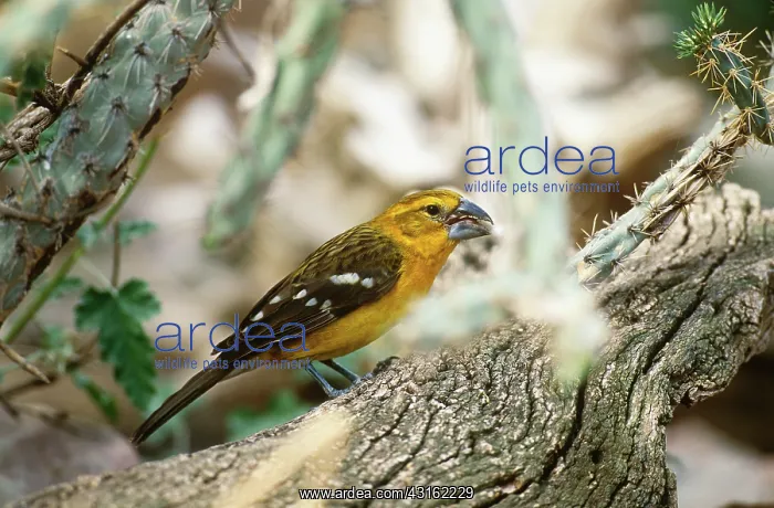 : Yellow Grosbeak : Yellow Grosbeak