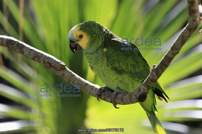 : Yellow-headed Amazon (Amazona oratrix) : Yellow-headed Amazon (Amazona oratrix)