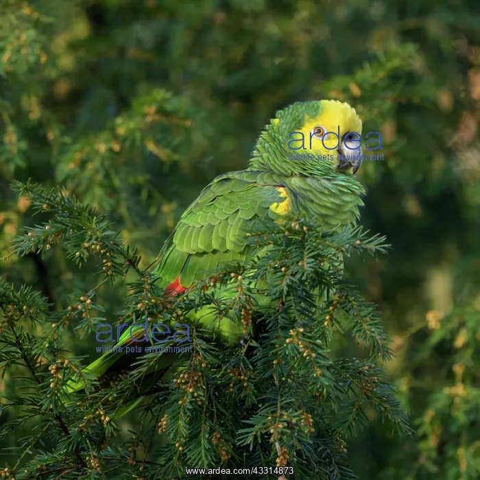 : Yellow-headed Amazon (Amazona oratrix belizensis) : Yellow-headed Amazon (Amazona oratrix belizensis)