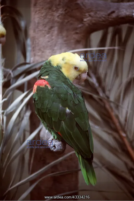 : Yellow-headed Amazon Parrot : Yellow-headed Amazon Parrot