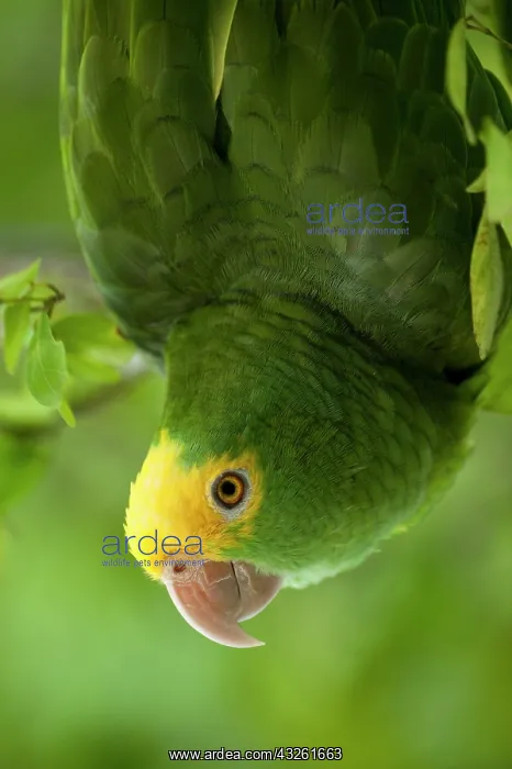 : Yellow-headed Amazon Parrot (Amazona oratrix) : Yellow-headed Amazon Parrot (Amazona oratrix)