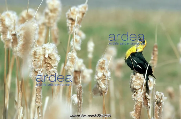 : Yellow-Headed Blackbird : Yellow-Headed Blackbird