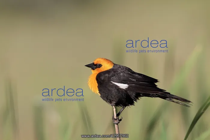 : Yellow-headed Blackbird - adult male in breeding : Yellow-headed Blackbird - adult male in breeding