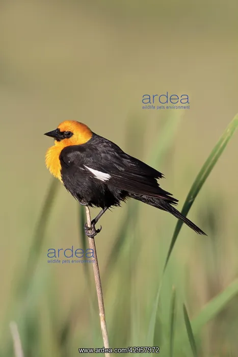 : Yellow-headed Blackbird - adult male in breeding : Yellow-headed Blackbird - adult male in breeding