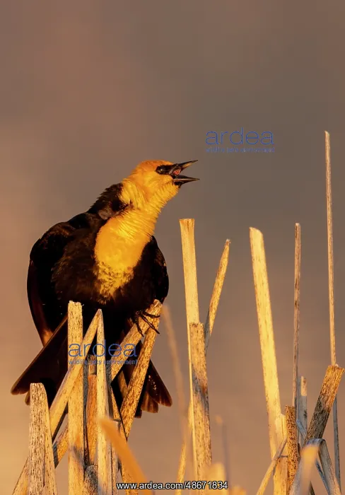 : Yellow headed blackbird singing in cattails at Ninepipe : Yellow headed blackbird singing in cattails at Ninepipe