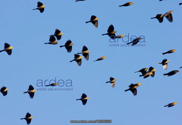 : Yellow-headed Blackbirds - Flock in flight - Winter : Yellow-headed Blackbirds - Flock in flight - Winter