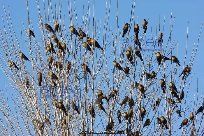 : Yellow-headed Blackbirds - Flock perched in tree : Yellow-headed Blackbirds - Flock perched in tree