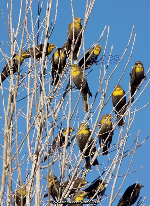 : Yellow-headed Blackbirds - Flock perched in tree : Yellow-headed Blackbirds - Flock perched in tree