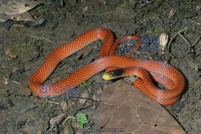 : Yellow-headed Calico Snake (Oxyrhopus formosus) : Yellow-headed Calico Snake (Oxyrhopus formosus)
