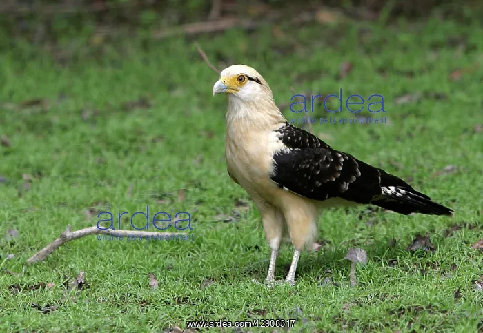 : Yellow-Headed Caracara : Yellow-Headed Caracara