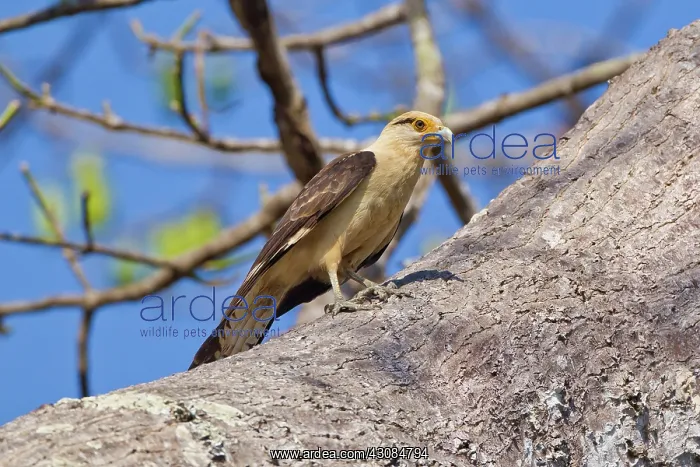 : Yellow-headed Caracara : Yellow-headed Caracara