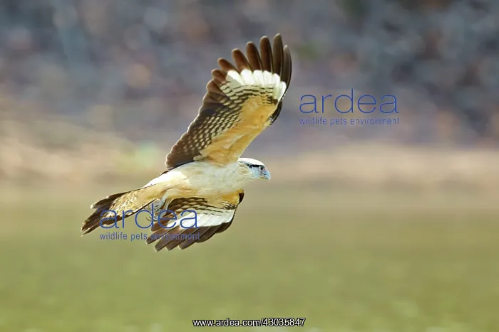 : Yellow-headed Caracara in flight Pantanal area Mato : Yellow-headed Caracara in flight Pantanal area Mato