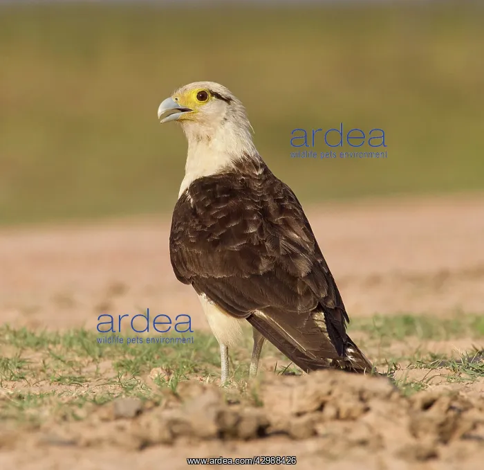 : Yellow-headed Caracara - on the ground : Yellow-headed Caracara - on the ground